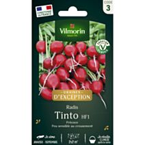 Graines Radis Tinto HF1 - VILMORIN