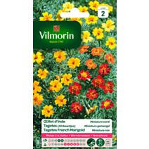 Graines Œillet d'Inde Miniature Varié - VILMORIN