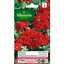 Graines Géranium Eclat Rouge HF2 - VILMORIN