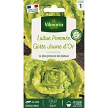 Graines Laitue Pommée Gotte Jaune d'Or - VILMORIN