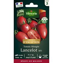 Graines Tomate Lancelot HF1 - VILMORIN