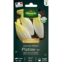 Graines Chicorée Witloof Platine - VILMORIN