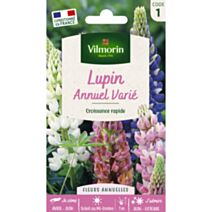 Graines Lupin Annuel Varié - VILMORIN