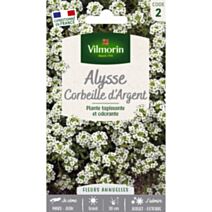 Graines Alysse Corbeille d'Argent - VILMORIN