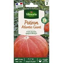 Graines Potiron Atlantic Giant - VILMORIN