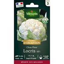 Graines Chou Fleur Locris HF1 - VILMORIN