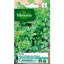 Persil géant Italie race Novas