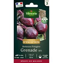 Graines Betterave Potagère Grenade HF1 - VILMORIN