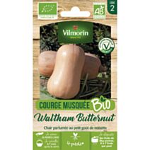 Graines Courge Musquée Waltham Butternut Bio - VILMORIN