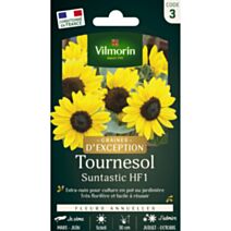 Graines Tournesol Suntastic HF1 - VILMORIN