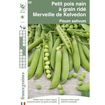 Graines Petit Pois Nain Merveille de Kelvedon - FRANCE GRAINES