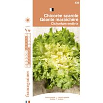Graines Chicorée Scarole Géante Maraîchère - FRANCE GRAINES