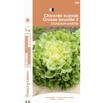 Graines Chicorée Scarole Grosse Bouclée 2 - FRANCE GRAINES