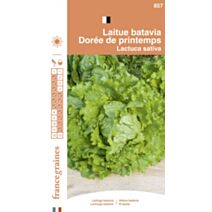 Graines Laitue Batavia Dorée de Printemps - FRANCE GRAINES