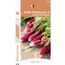 Graines Radis Flamboyant 5 - FRANCE GRAINES