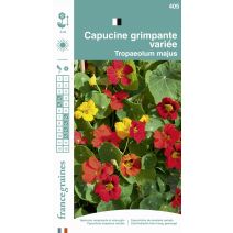 Graines Capucine Grimpante Variée - FRANCE GRAINES