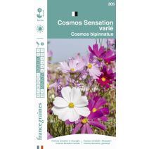Graines Cosmos Sensation Varié - FRANCE GRAINES
