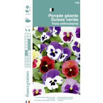 Graines Pensée Géante Suisse Variée - FRANCE GRAINES