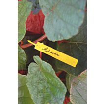 tree label (25 étiquettes + crayon)  - NORTENE