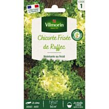 Graines Chicorée Frisée de Ruffec - VILMORIN