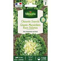 Graines Chicorée Scarole Géante Maraîchère Race Salanca - VILMORIN