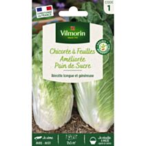 Graines Chicorée à Feuilles Améliorée Pain de Sucre - VILMORIN