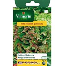 Graines Laitue Batavia Rouge Grenobloise - VILMORIN