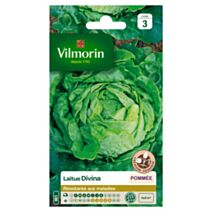 Graines Laitue Pommée Divina - VILMORIN