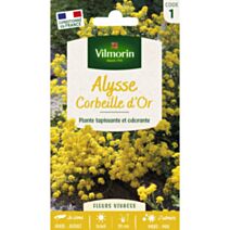 Graines Alysse Corbeille d'Or - VILMORIN