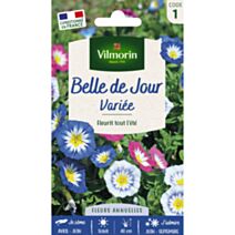 Graines Belle de Jour Variée - VILMORIN