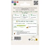 Graines Campanule des Carpathes Bleue - VILMORIN