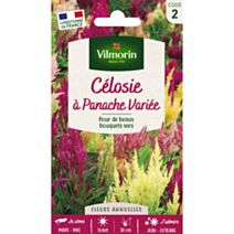 Graines Célosie à Panache Variée - VILMORIN