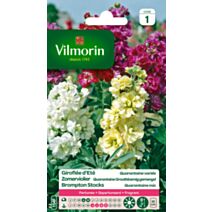 Graines Giroflée d'Eté Quarantaine Variée - VILMORIN