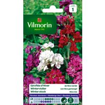 Graines Giroflée d'Hiver de Nice Variée - VILMORIN