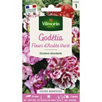 Graines Godétia Fleurs d'Azalée Varié - VILMORIN