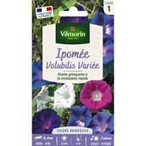 Graines Ipomée Volubilis Variée - VILMORIN