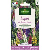 Graines Lupin de Russel Varié - VILMORIN