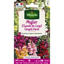 Graines Muflier Goupil Varié - VILMORIN
