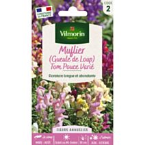 Graines Muflier Tom Pouce Varié - VILMORIN