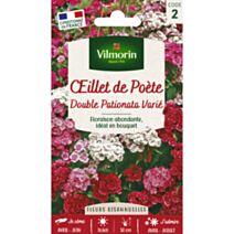 Graines Œillet de Poète Double Pationata Varié - VILMORIN