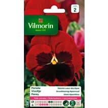 Graines Pensée Géante Lueur des Alpes - VILMORIN