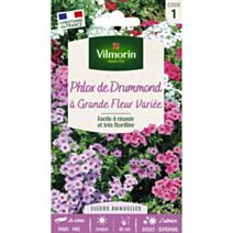 Graines Phlox de Drummond à Grande Fleur Varié - VILMORIN