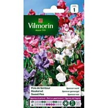 Graines Pois de Senteur Spencer Varié - VILMORIN