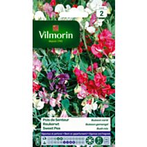 Graines Pois de Senteur Buisson Varié - VILMORIN