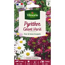 Graines Pyrèthre Géant Varié - VILMORIN