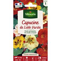 Graines Capucine de Lobb Variée - VILMORIN