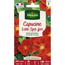 Graines Capucine de Lobb Spit Fire Rouge - VILMORIN