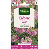 Graines Cléome Rose - VILMORIN