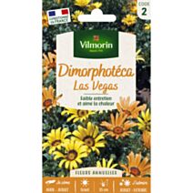 Graines Dimorphotéca Las Vegas - VILMORIN