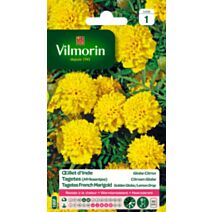 Graines Œillet d'Inde Globe Citron - VILMORIN